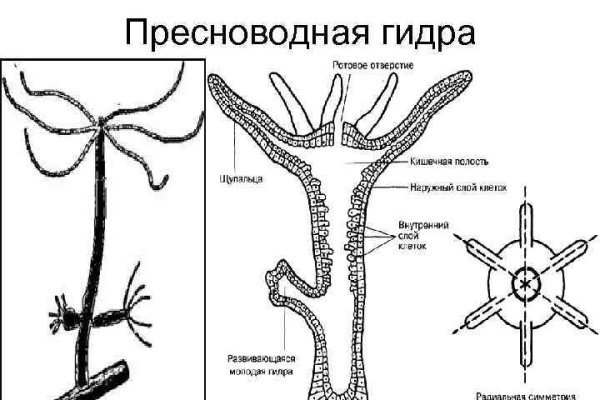 Ссылка на кракен onion kraken dark link