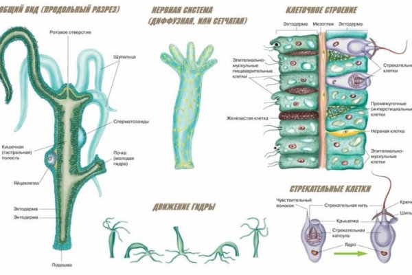 Kraken зеркало тор